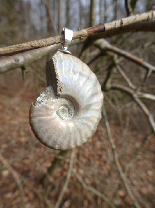 Ammonit Fossil Anhänger